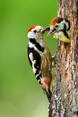 middle spotted woodpecker, dendrocoptes medius, feeding young chick on a nest in tree in summer...