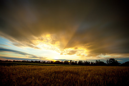 Cloudy sunset on a wheat field.
