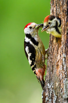middle spotted woodpecker, dendrocoptes medius, feeding young chick on a nest in tree in summer nature. Careful bird parent in breeding season. Wild animal with red feathers on head.