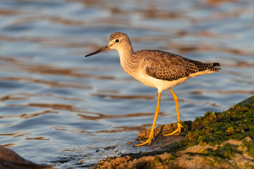 Greater Yellowlegs