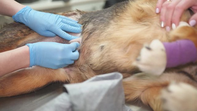 Postoperative examination in a dog at a veterinary clinic.