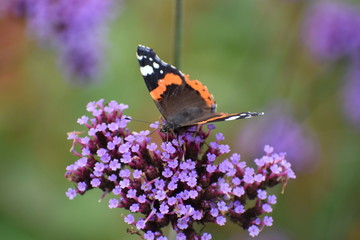 Red admiral butterfly on purple flower