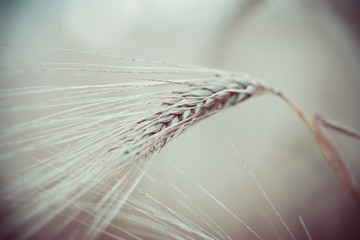 Dark ears of wheat. Macro image.