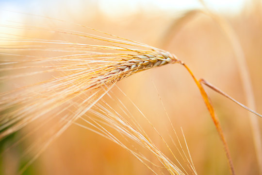 Golden ears of wheat. Macro image.