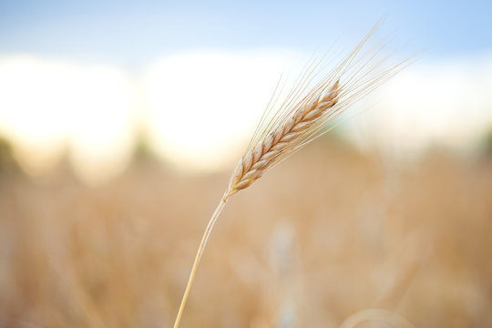 Golden ears of wheat. Macro image.