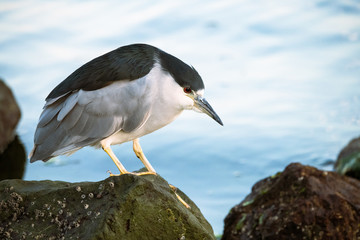 Black Crowned Night Heron