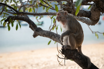 Macaque on the Beach, Monkey island, Lan Ha bay, Vietnam