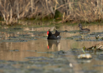 Common Moorhen with its chick at Asker marsh, Bahrain