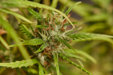 Cogollo de Marihuana 29