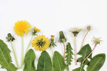 Fototapeta premium Dandelion in seven different stages isolated on a white background. Copy space. Top view.