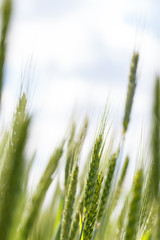 The spica of green wheat close up. Wheat field. Beautiful nature Sunset Landscape. Rural landscapes under shining sunlight.