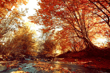 Fototapeta na wymiar River in autumn forest. Beautiful nature background.