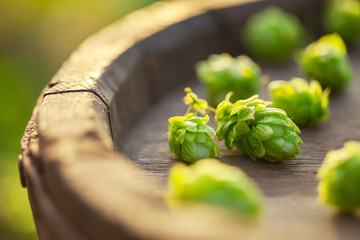 Fresh green hops on a old wooden barrel. Small depth of field.