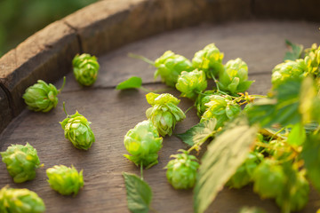 Fresh green hops on a old wooden barrel