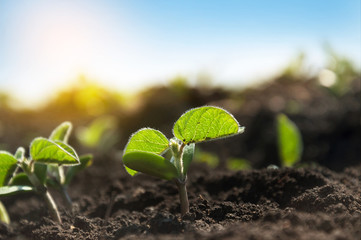 Small sprouts of a soybean plant grow in rows on an agricultural field. Young soy crops during the period of active growth. The plant reaches for the sun.