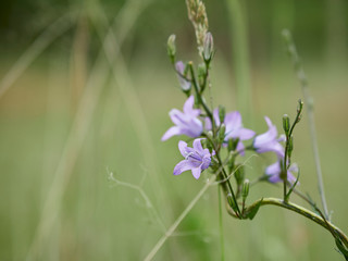 wild flowers in the field