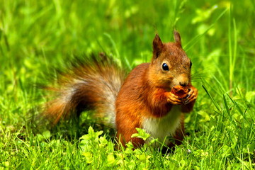 Naklejka na ściany i meble Beautiful squirrel with shiny fur in a clearing eats. close-up