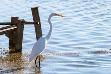 Great Egret