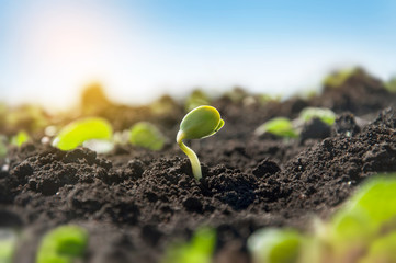 Delicate tiny sprout of a soybean plant on an agricultural field. The plant reaches for the sun in...