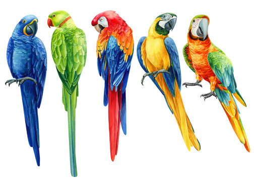 set of  tropical birds, multi-colored bright parrots on an isolated transparent background, watercolor illustration