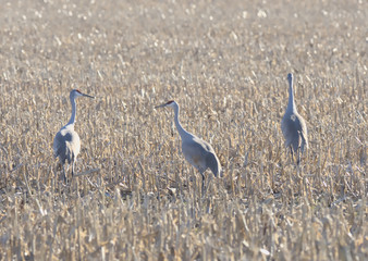 Cranes in a Field