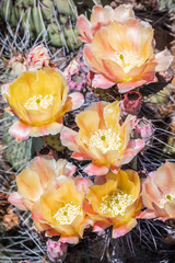 Blooming Prickly Pear (Opuntia fragilis) cactus, California