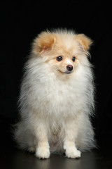 Cream color fluffy pomeranian spitz puppy dog sitting full length portrait against black background in studio