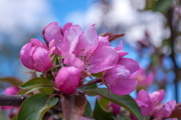 Fototapeta na wymiar Pink apple blossom flowers in spring