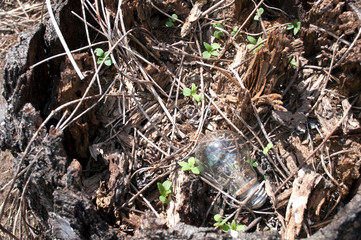 Light bulb and young green plants on a sunny day.