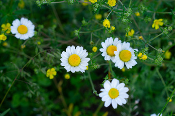 Field of chamomiles on a sunny day at nature. Camomile daisy flowers, field flowers, chamomile flowers, spring day. Tender nature floral background.