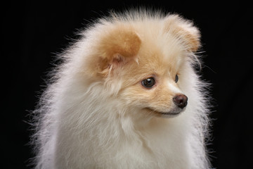 Cream color fluffy pomeranian spitz puppy dog closeup portrait against black background in studio