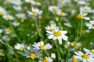 Field of chamomiles on a sunny day at nature. Camomile daisy flowers, field flowers, chamomile flowers, spring day. Tender nature floral background.
