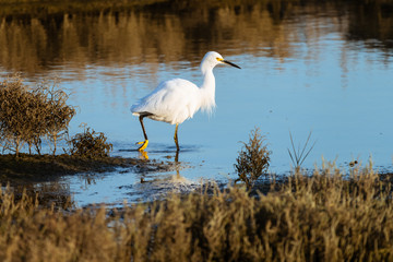 Snowy Egret