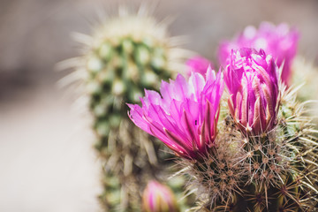 Close up of Hedgehog cactus (Echinocereus) magenta flowers, California