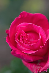 Fototapeta premium Large red rose that grows in the garden close-up