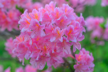 Pink rhododendron flowers with visible ovaries and filaments and green leaves