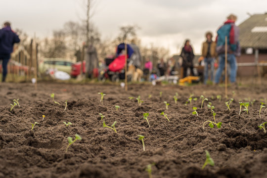 Plantjes groeien uit de grond met mensen op de achtergrond