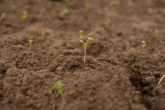 Plantjes groeien uit de grond