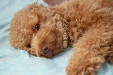Joyful Toy poodle Puppy Sleeping Laying in Human Bed