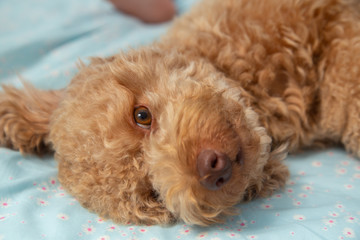 Joyful Toy poodle Puppy Sleeping Laying in Human Bed