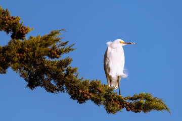 Snowy Egret