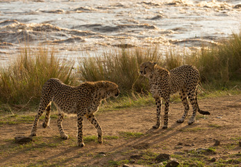 A pair of  Cheetah near Mara river at Masai Mara, Kenya
