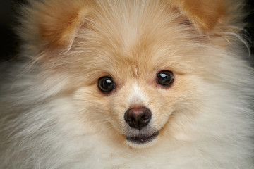 Cream color fluffy pomeranian spitz puppy dog closeup portrait against black background in studio