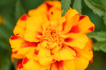 Unpretentious, annual marigold flowers in the summer garden. Flower background in summer