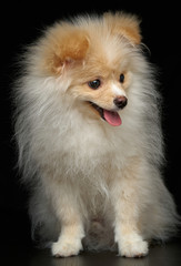 Cream color fluffy pomeranian spitz puppy dog with tongue out sitting full length portrait against black background in studio