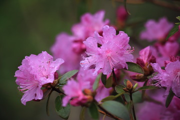 Pink rhododendron flowers, spring, may