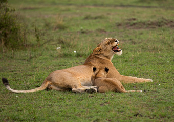 Lioness yawning relazing on green at Masai Mara, Kenya
