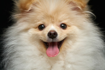 Cream color fluffy pomeranian spitz puppy dog sitting full length portrait against black background in studio