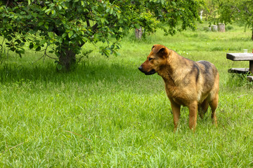 A lonely brown dog in the garden and a big tree, summertime weekends