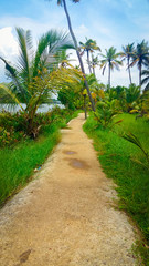 Fototapeta na wymiar Muddy path near shores of Kerala Backwaters filled with greenery.